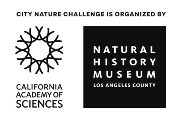 City Nature Challenge is organized by California Academy of Sciences and the Natural History Museum of Los Angeles County logo